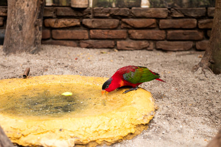 Vivid red lory bird drinking at a shallow water basinの写真素材