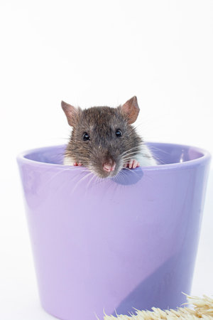 A cute brown and white rat peeking out from a purple containerの写真素材