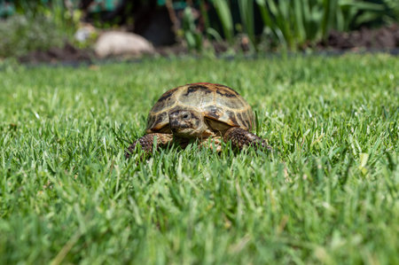 The land domestic turtle crawls on the grass of the lawn during the day under the sun. Turtle in natural habitatの写真素材