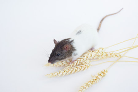 White and brown rat chewing on wheat stalks on a white backgroundの写真素材