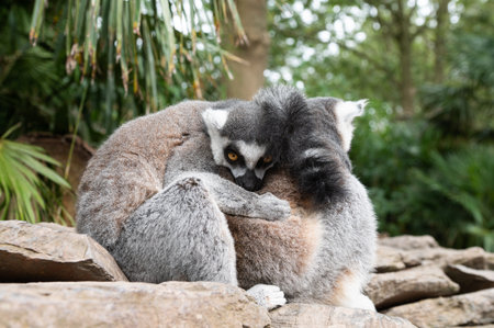 A tender moment between two ring-tailed lemurs embracingの写真素材