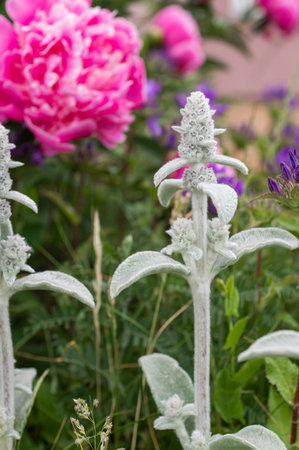 Lamb's Ear stalk in focus, with vibrant pink peony blurred in the backgroundの写真素材