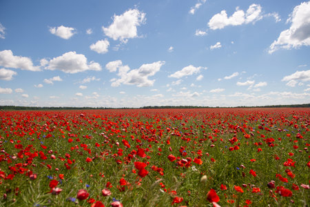 Field with red poppy flowers against a blue skyの写真素材