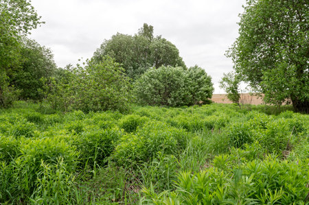 Diverse greenery and trees in a rural landscapeの写真素材