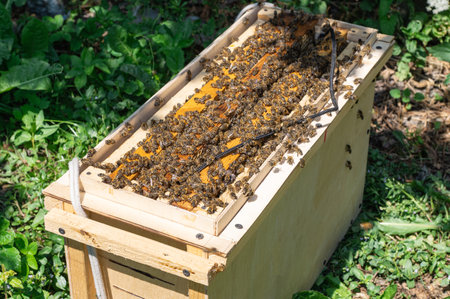 Opened beehive with bees working on honeycombs in a sunny garden. Beekeeping and apiculture concept for design and printの写真素材