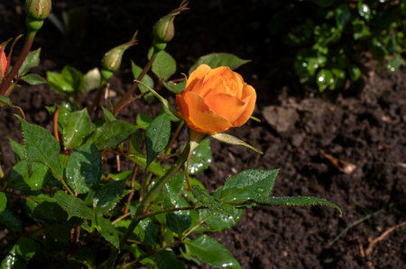 Scarlet roses with water droplets. Rose flower "Super Trouper" with drops on the background of blurred green leaves in the garden. Scarlet roses with water dropletsの写真素材