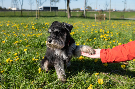 Miniature Schnauzer gives a paw to the owner, sits on the grass and turned away. pet training