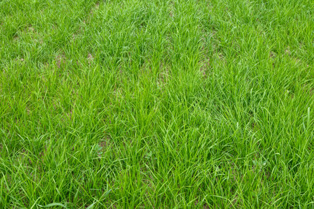 Close-up of vibrant green grass texture in daylightの写真素材