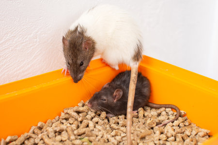 Two rats in an orange bowl with pet food. Pet care and feeding concept. Design for educational material, banner, poster. Close-up composition with copy spaceの写真素材