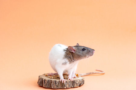 A cute pet rat with a long tail sits on a colored background. Space for text. A pet, a rodent. The rat looks awayの写真素材