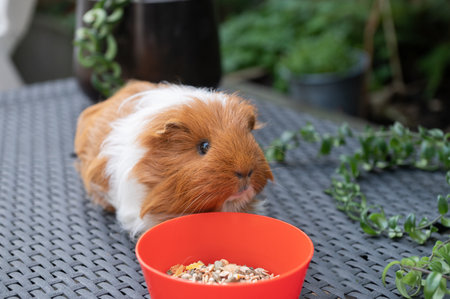 A long-haired guinea pig is sitting on the table near a plate of foodの写真素材