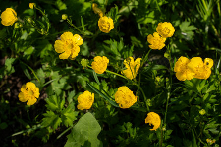 Buttercup is a pungent, beautiful bright yellow flower on a background of green foliage on a sunny day in the forest. chicken blindnessの写真素材