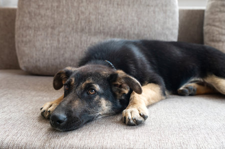 Sad-looking black and tan dog lying on a gray couch. Indoor pet portrait with emotional expressionの写真素材