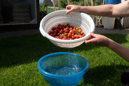 Water pouring from a white colander filled with strawberries into a blue bowlの写真素材