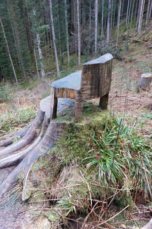 Handcrafted wooden chair seamlessly carved from a tree trunk in a forestの写真素材