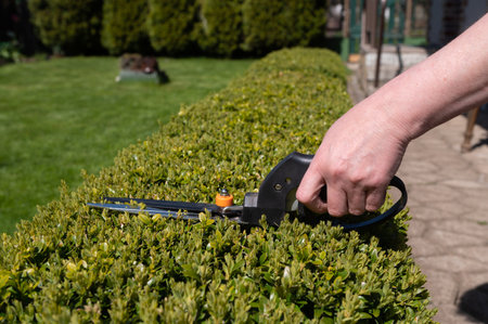 Use garden scissors to cut green bushes in the garden on the plot during the summer day. Prune bushes on a plot in the gardenの写真素材