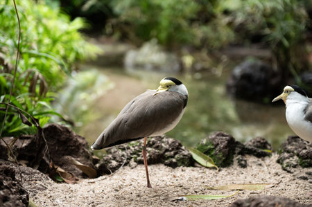 Masked lapwing standing on one leg on sandy terrainの写真素材