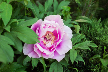 A single pink peony flower in full bloom, surrounded by rich green foliageの写真素材