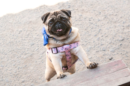 A cute pug is trying to climb the steps. Dog in a harness. Stand on two legs and look up. Pug on the stairsの写真素材