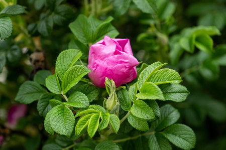 Close-up of rosehip flowers. Flowers of dog-rose, rosehip, growing in natureの写真素材