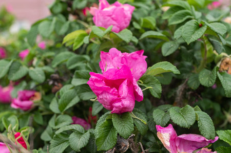 Rosehip bush with flowers in the garden. Natural background, a place for text. The concept of conservation of nature, the environmentの写真素材