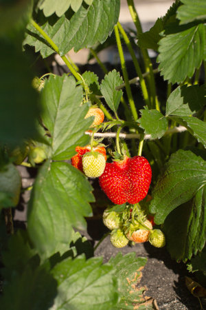 Strawberry fruit in the garden in the morning light. Strawberries on the bushの写真素材