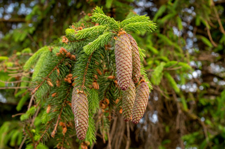 A young red fir cone on green branches on a green background with resin. Resin drops and cobwebs on pine cones close-upの写真素材