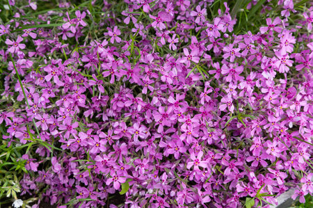 Close-up view of a beautiful cluster of vibrant pink flowers in full bloom, creating a lush and lively garden atmosphereの写真素材