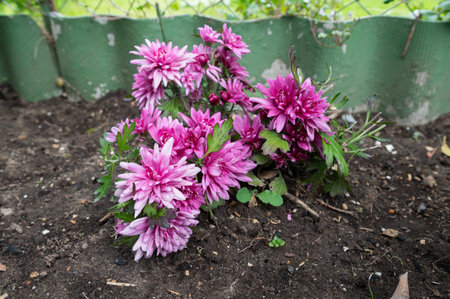 A close-up view of beautiful pink chrysanthemums flowering against a green fence in a lush springtime gardenの写真素材