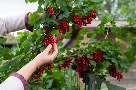 Close-up of a person harvesting ripe red currants from a vibrant garden bush, showcasing organic fruit gatheringの写真素材