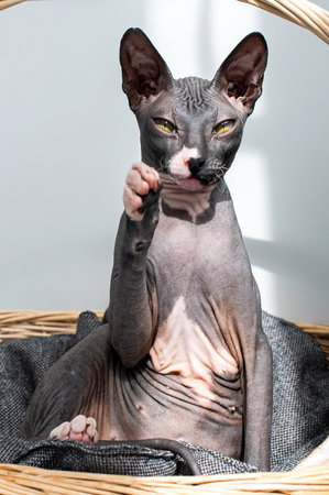 A hairless Sphynx cat waves its paw while sitting comfortably in a wicker basket, bathed in natural lightの写真素材