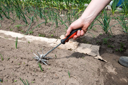 A close-up image of a gardener's hand using a manual cultivator to prepare soil in a green vegetable gardenの写真素材