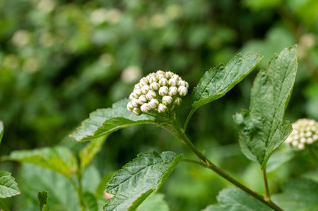 Green foliage with a white Lantana camara cluster in natural lightの写真素材