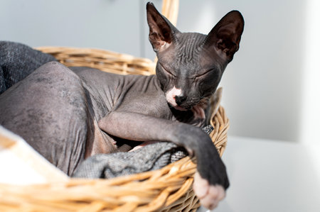 A serene Sphynx cat sleeps comfortably in a sunlit wicker basket, capturing a moment of feline tranquilityの写真素材