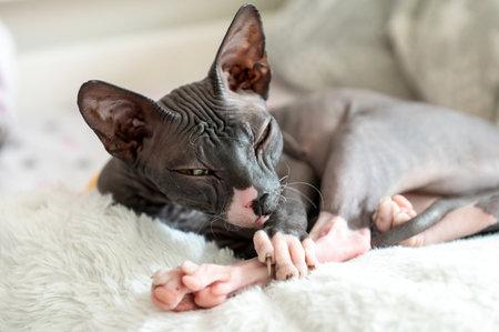 A hairless Sphynx cat stretches out on a cozy bed, showcasing its unique features and serene demeanorの写真素材