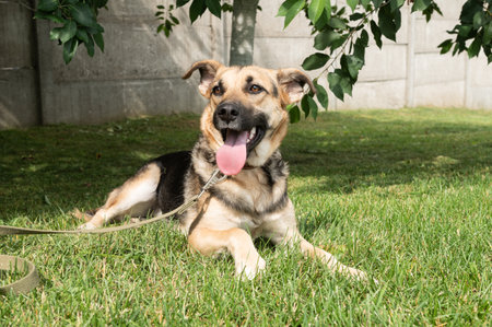 A joyful mixed-breed dog lounges in a sunny park, tongue out, enjoying the warmth and soft grassの写真素材