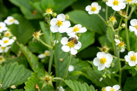 Close-up shot of a honey bee collecting nectar from blooming white strawberry flowers amongst lush green foliageの写真素材