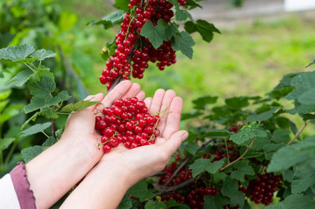 A persons gather vibrant redcurrants into their hands, showcasing the bounty of homegrown berries in a verdant garden settingの写真素材