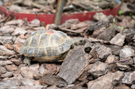 A detailed image capturing the textures and colors of a tortoise as it moves slowly across the natural forest covering groundの写真素材