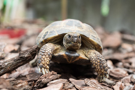 A detailed image capturing the textures and colors of a tortoise as it moves slowly across the natural forest covering groundの写真素材