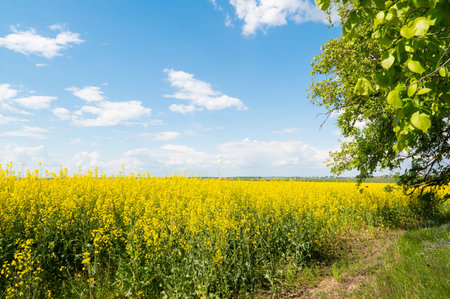 A vibrant and sunny landscape showcasing a blooming canola field, clear blue sky, and fluffy clouds in a serene natural settingの写真素材