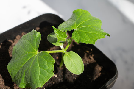 A vibrant cucumber plant sprouts with lush green leaves from the soil in a black pot, showing early stages of growthの写真素材