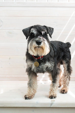 A black and silver Schnauzer. Black and tan dog with red collar standing indoors. Studio pet portrait. Animal companionship conceptの写真素材