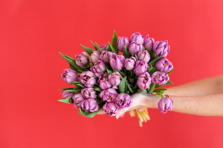 Purple tulips bouquet in hand against red background. Studio floral portrait with place for text. Springtime flowers and Easter celebration concept. Design for greeting card, invitation, posterの写真素材