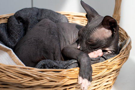 A hairless Sphynx cat sleeps peacefully in the comfort of a woven basket, showcasing the breed's unique beauty and tranquil demeanorの写真素材