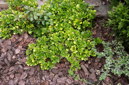 Lush green shrubbery thrives among natural brown mulch, showcasing a beautifully maintained spring garden landscapeの写真素材