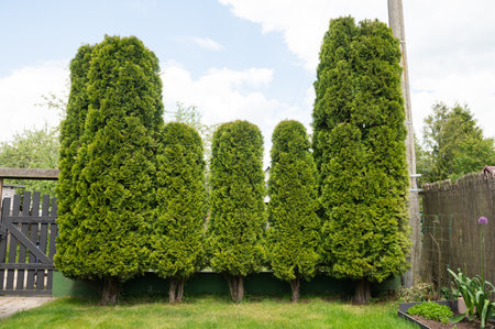 A vibrant display of neatly pruned topiary trees standing in a green suburban garden, showcasing the art of horticultureの写真素材