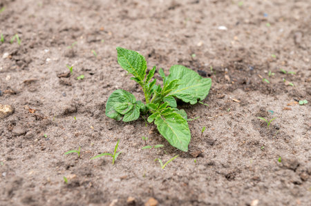 A close-up view of a small potato plant emerging from the rich, brown earth, capturing the beginning stages of growthの写真素材