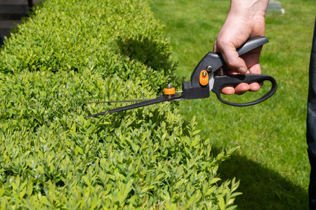Close-up of a person's hand using gardening shears to neatly trim a lush green bush on a bright sunny day, maintaining garden beautyの写真素材