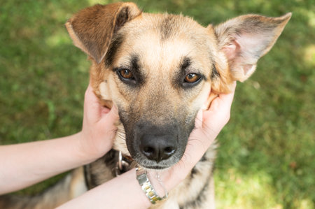 Capture the bond between pet and owner with this heartwarming image of a smiling dog caressed by loving hands amidst verdant natureの写真素材
